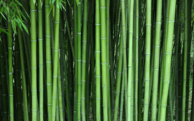 What You Can Learn from the Bamboo